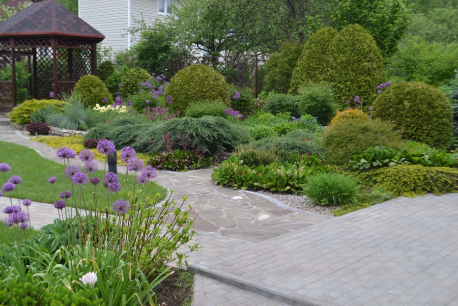 Ирга в миксбордере