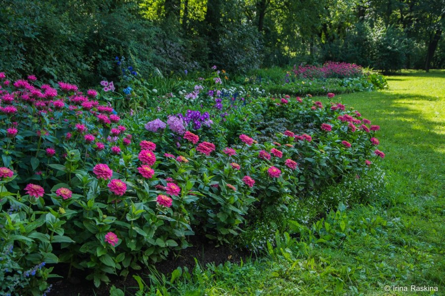 Винтажное фото цветника с Вероникой