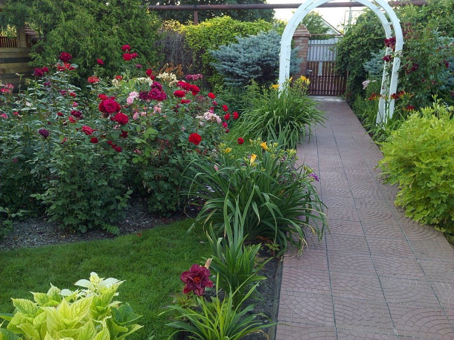 Мавританский газон за миксбордером