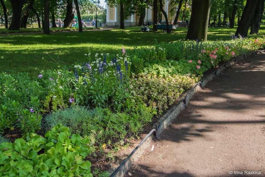 Декоративные кустарники для сада фото с названиями