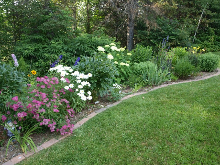 Гортензия и дельфиниум в клумбе