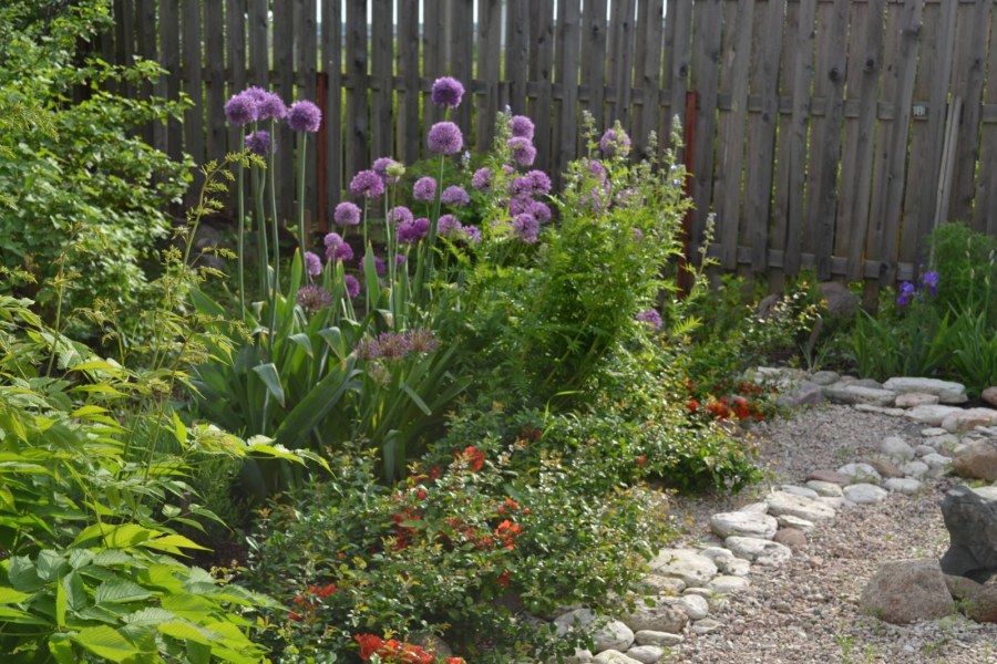 Самшит клумба Лаванда