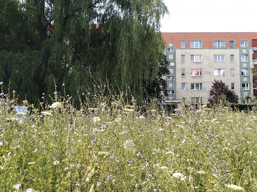 Луговая 7 Кормиловка