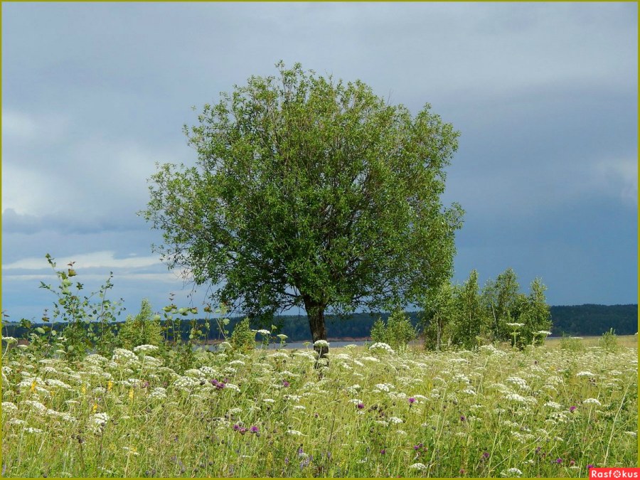 Станция Луговое новое Калининградская область