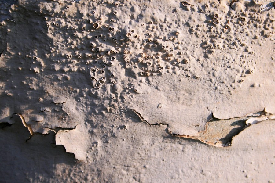 Шелушение лакокрасочного покрытия