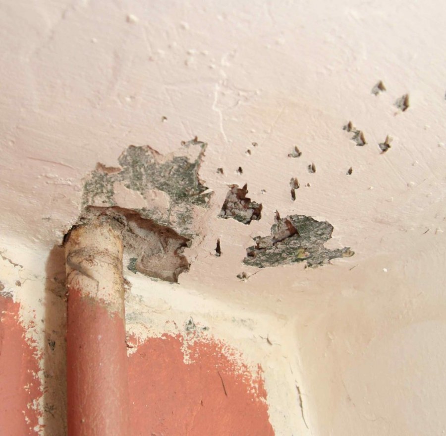 Грибок на штукатурке