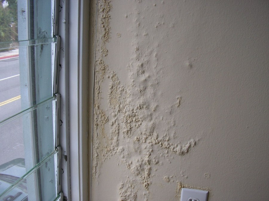 Грибок на штукатурке