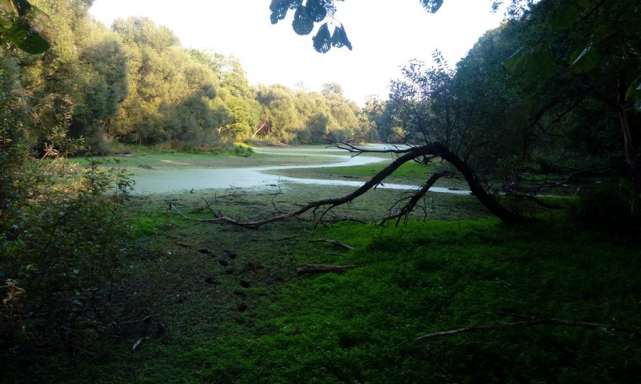 Тропический сад Монте музей