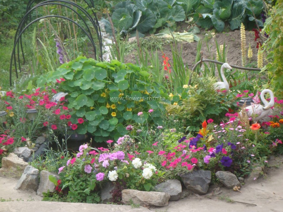 Мои любимые цветы на даче клумба