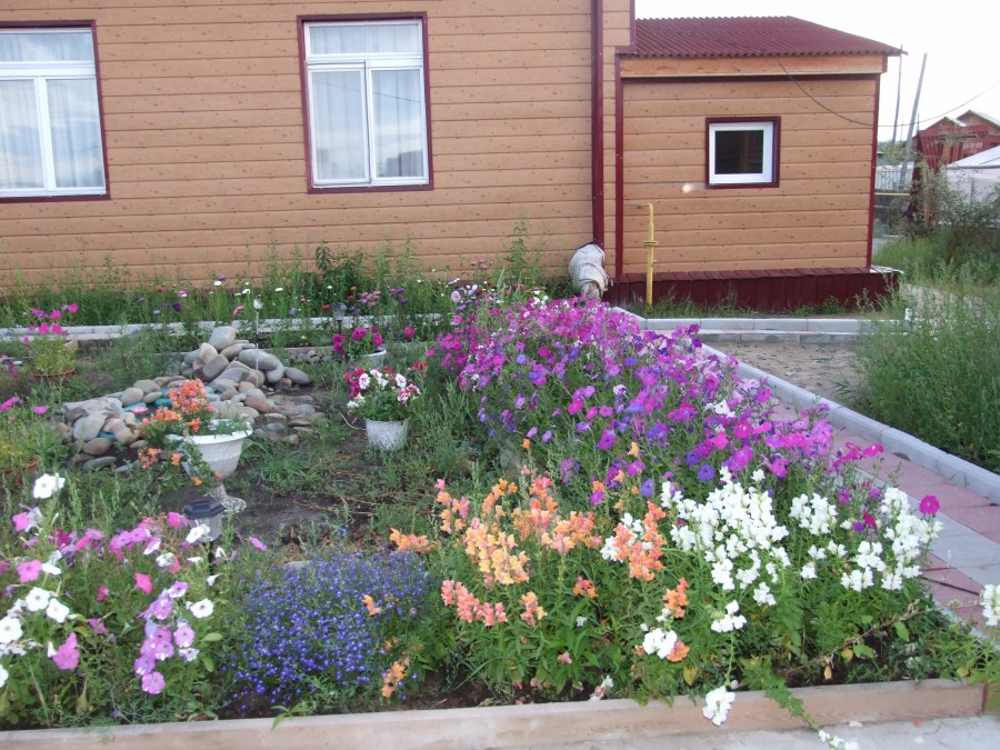 Мой цветник на даче