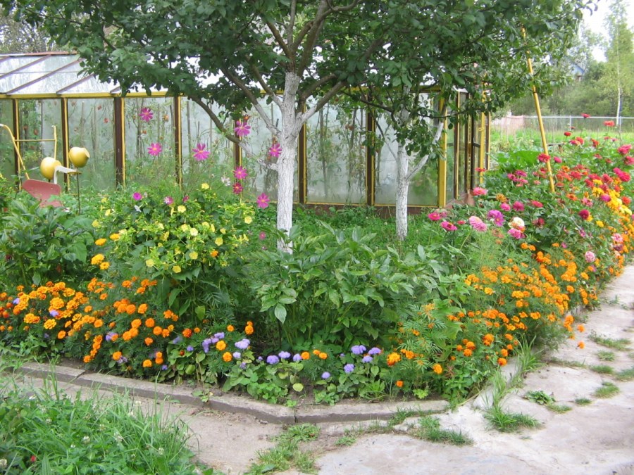 Розарий на участке 15 соток