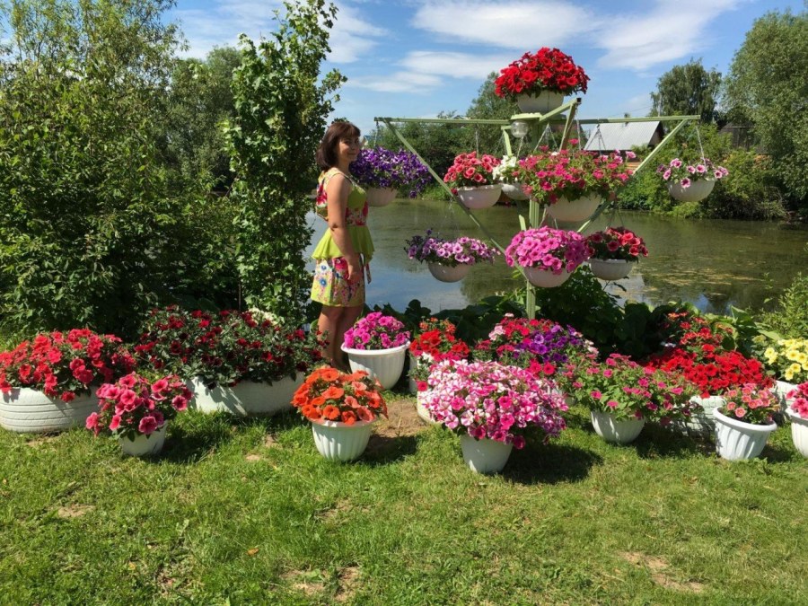 Петуния на даче