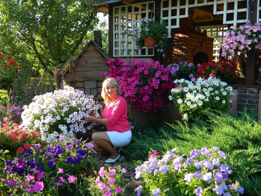 Мой цветник на даче