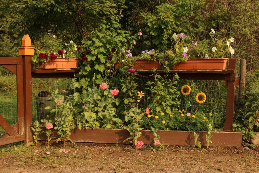 Цветники на даче фото дачников