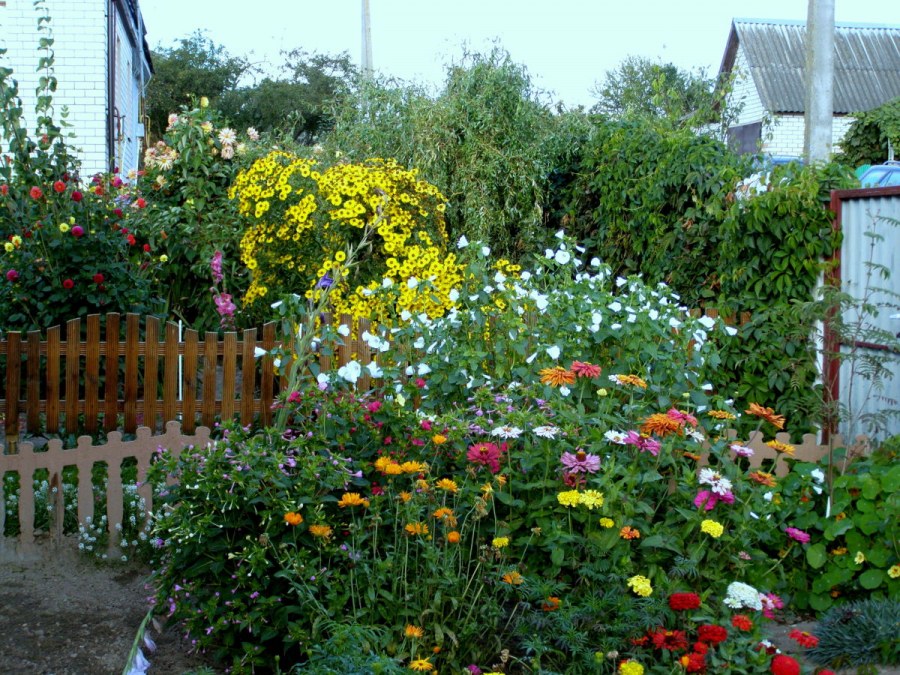 Осенние цветы клумбы на даче