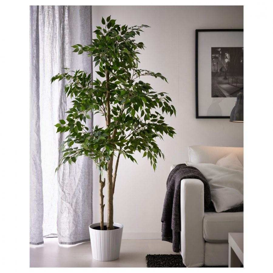 Фикус Бенджамина в интерьере