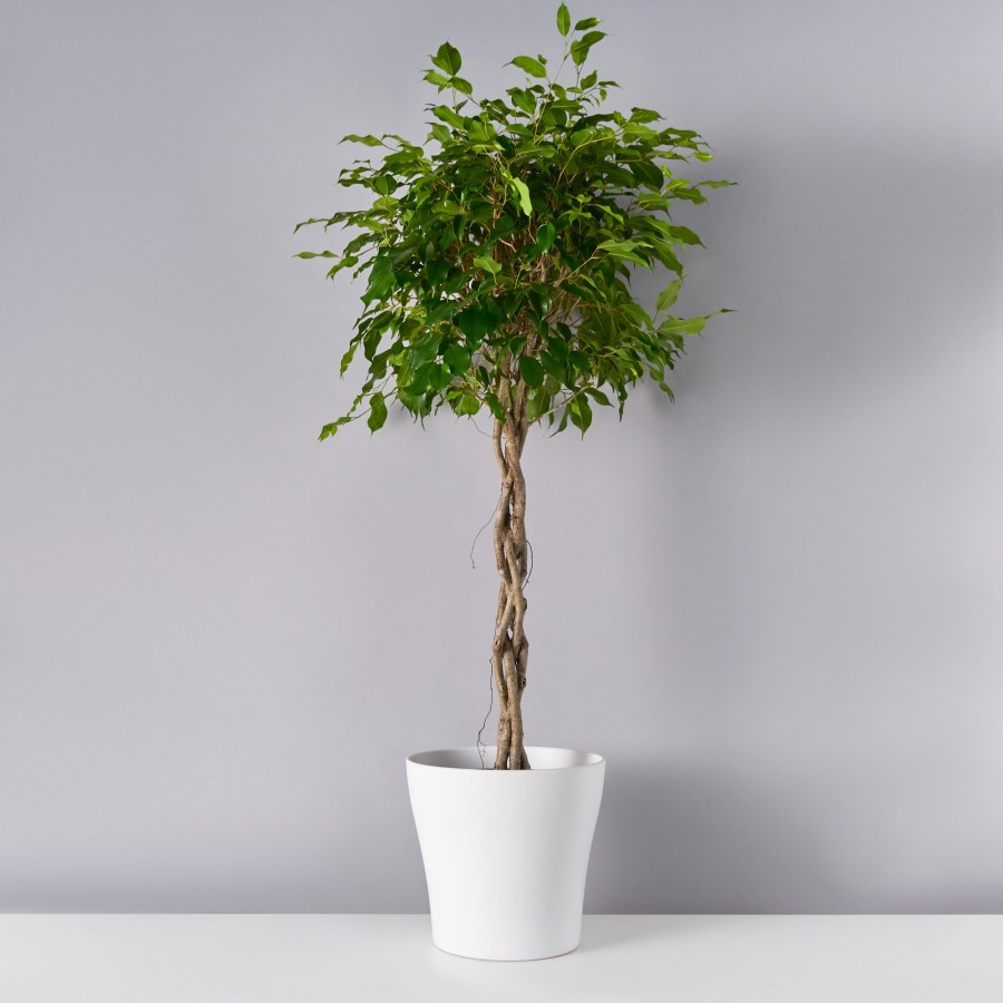 Фикус Бенджамина напольный в интерьере