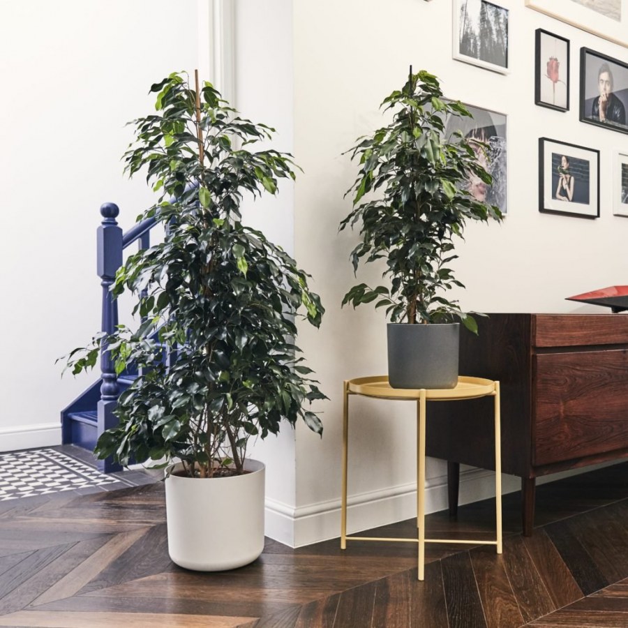 Фикус Бенджамина d17