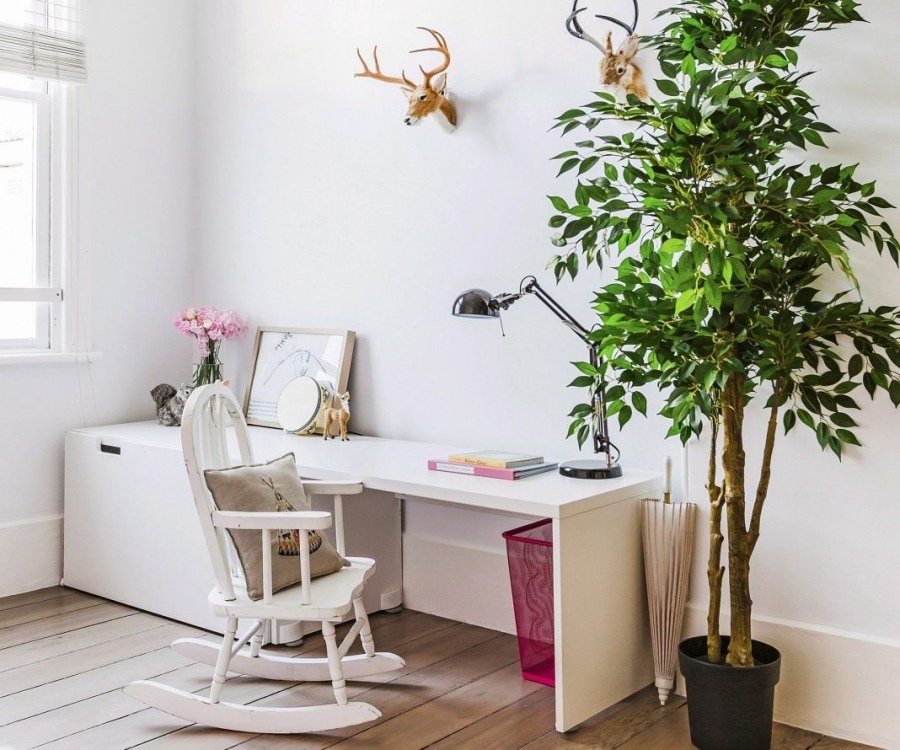 Комнатные растения Бенджамина фикус в интерьере квартиры