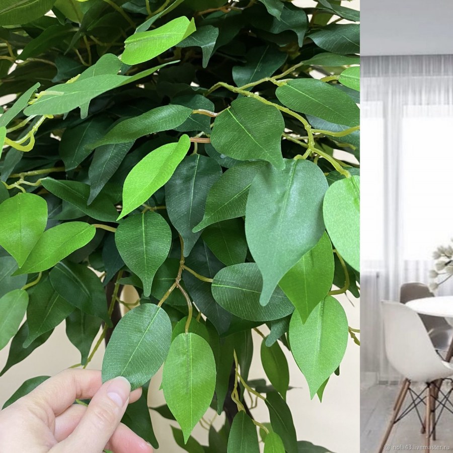 Фикус в интерьере кухни