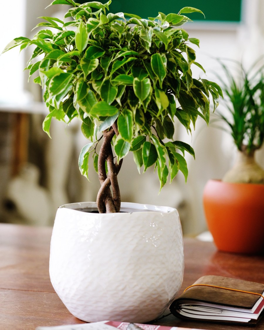 Комнатное дерево фикус Бенджамина