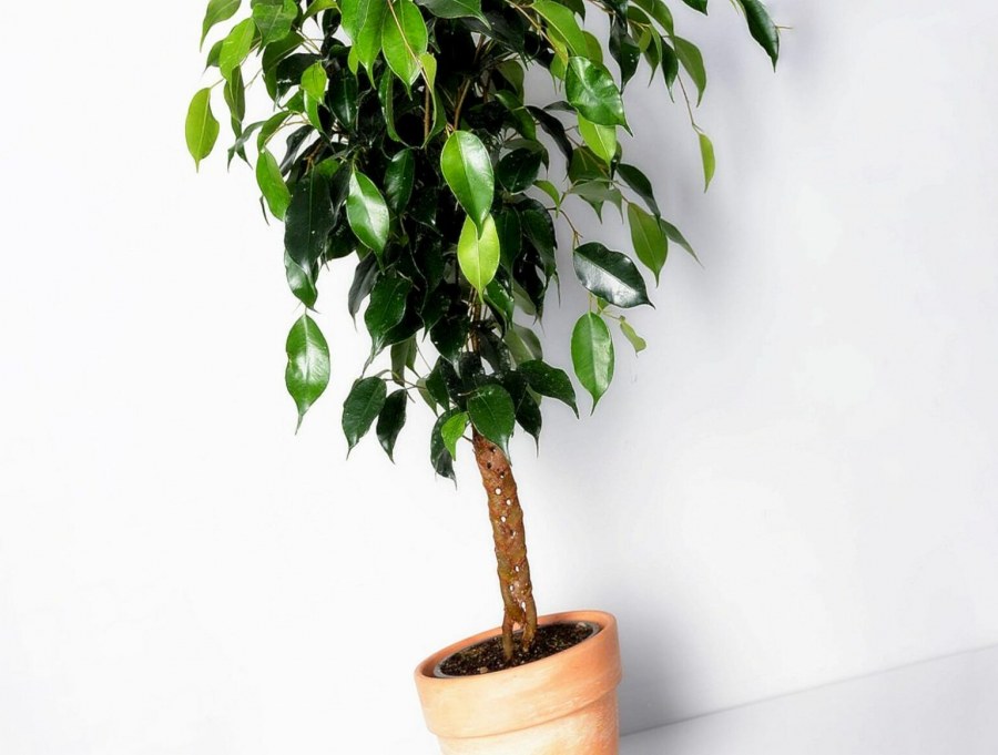 Любит ли тень фикус Бенжамин