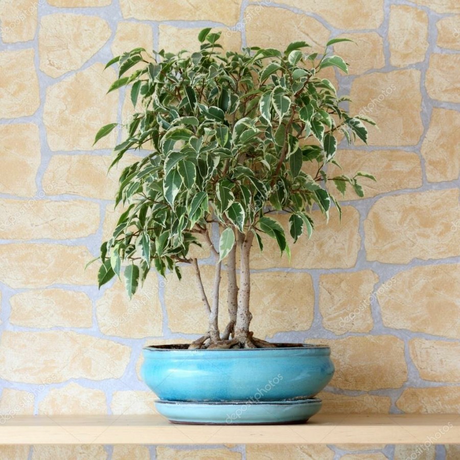 Фикус Бенджамина крона