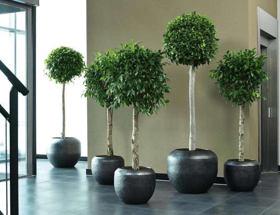 Фикус Шефлера