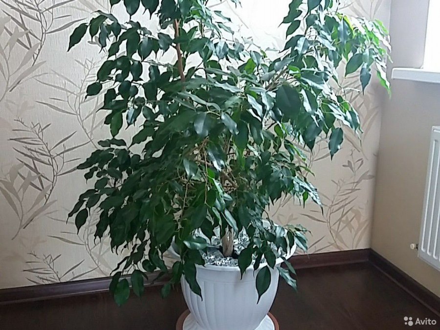 Пальма фикус Али