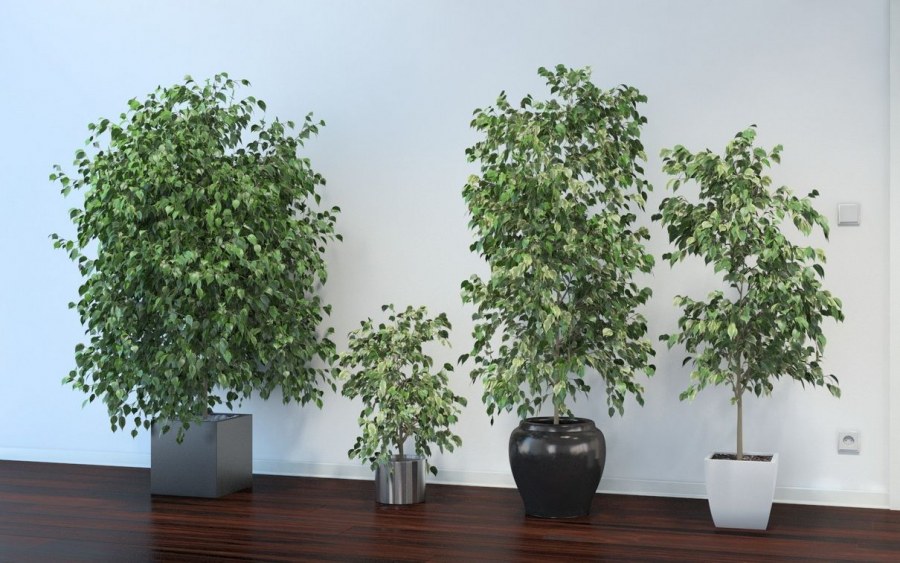 Фикус Бенджамина большой