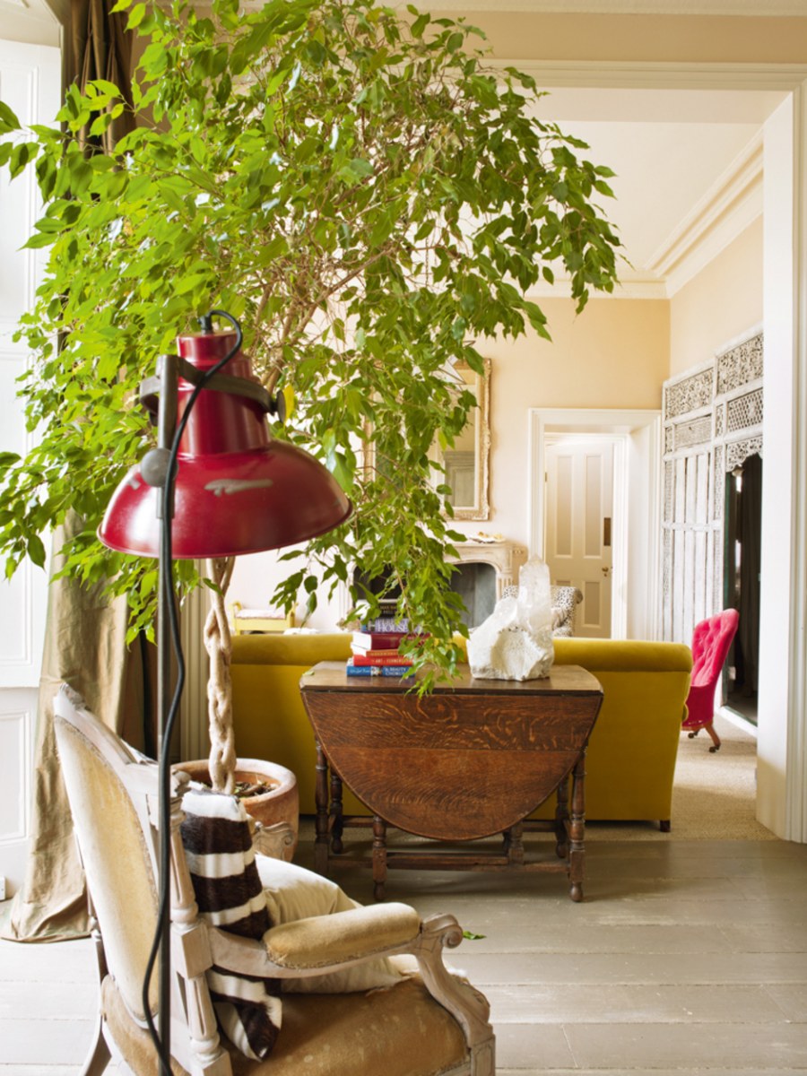 Фикус Бенджамина икеа