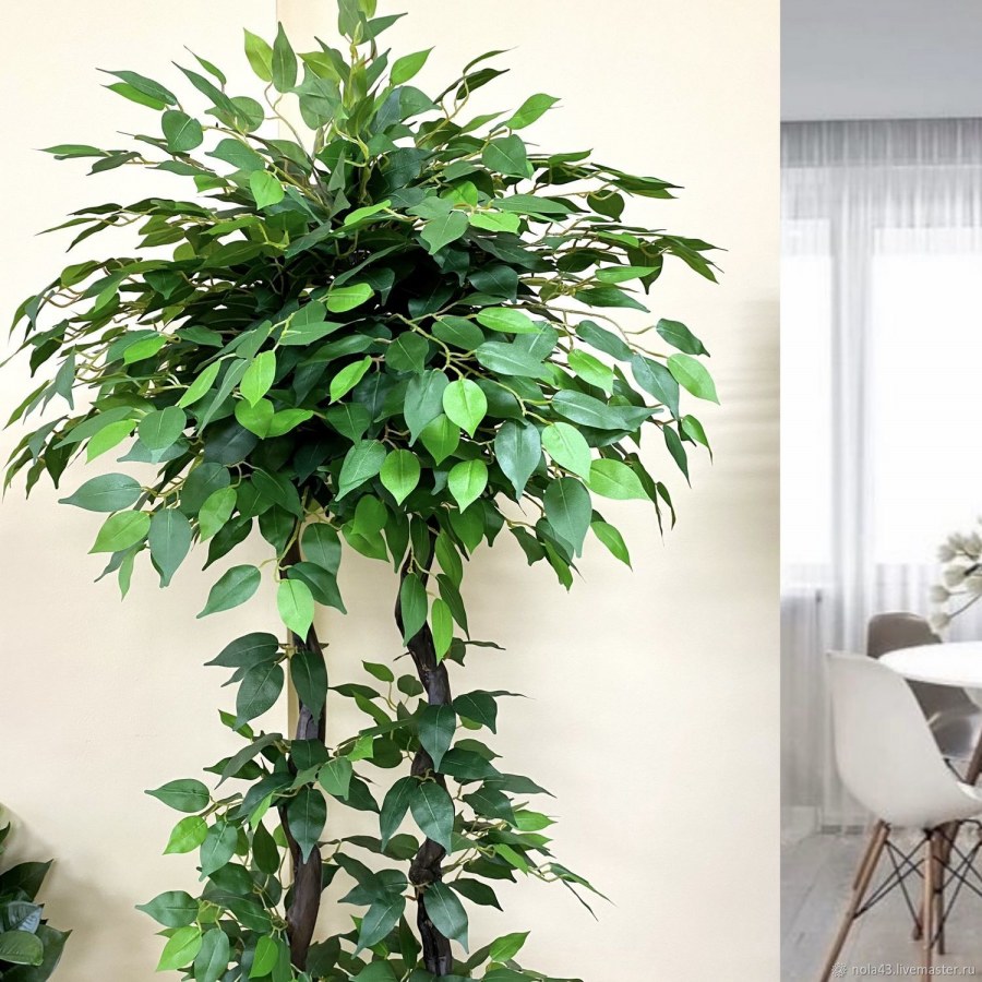 Фикус Бенджамина вариегатный