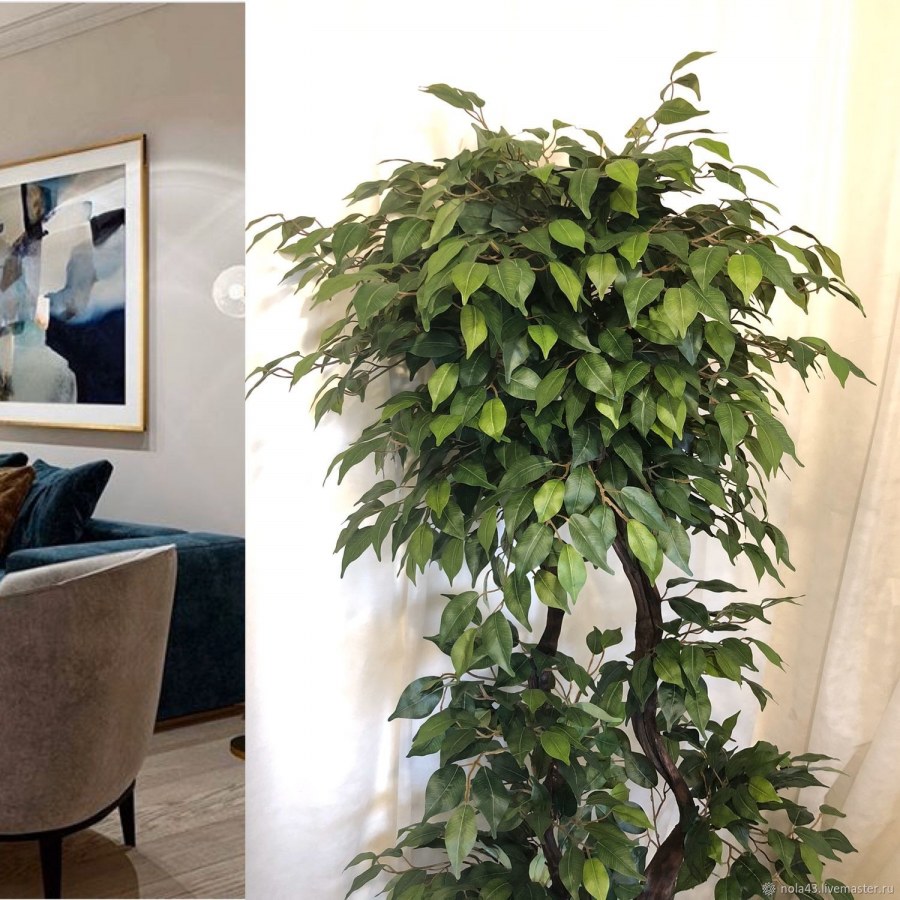 Фикус Бенджамина икеа