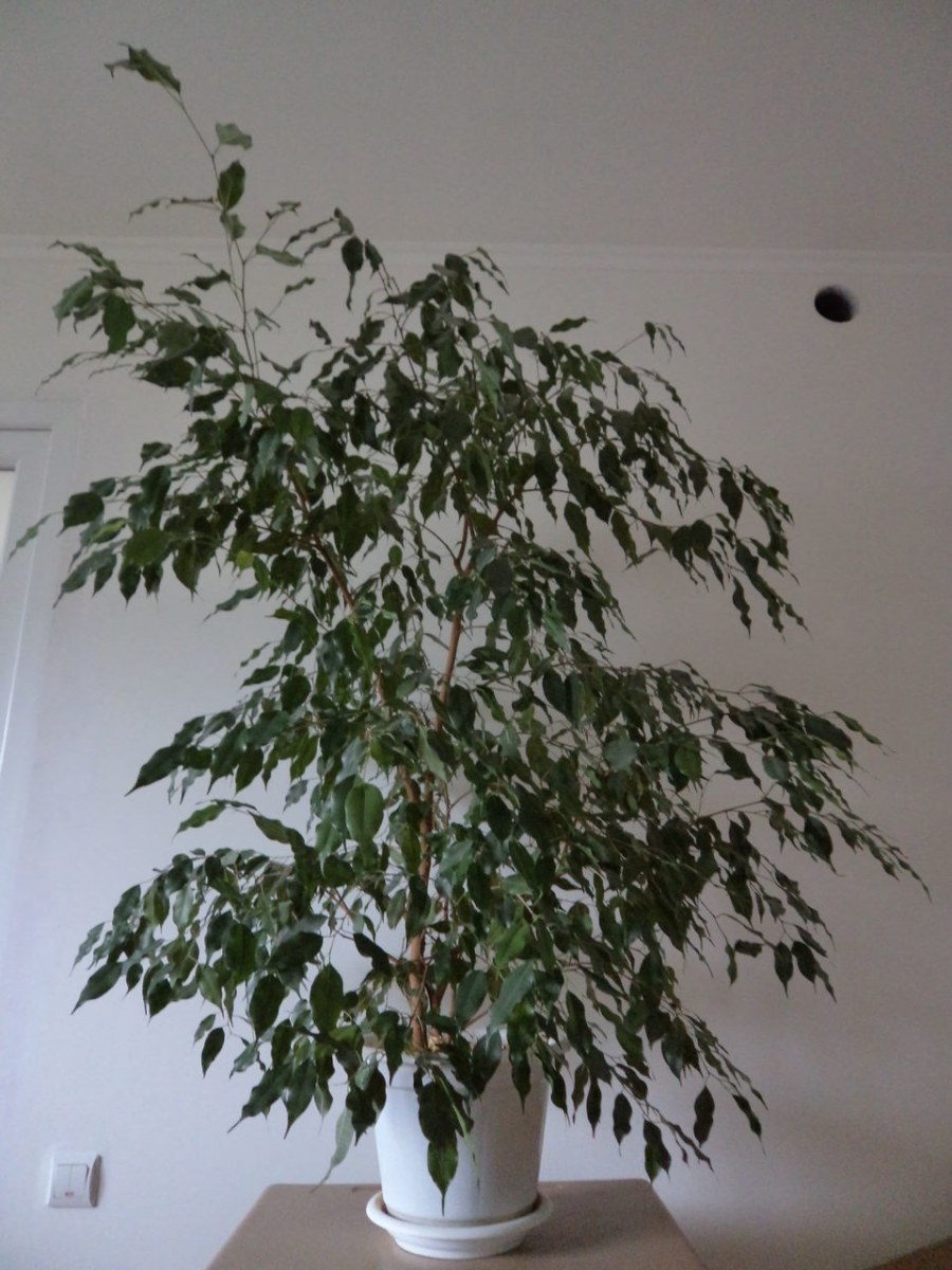 Фикус Бенджамина