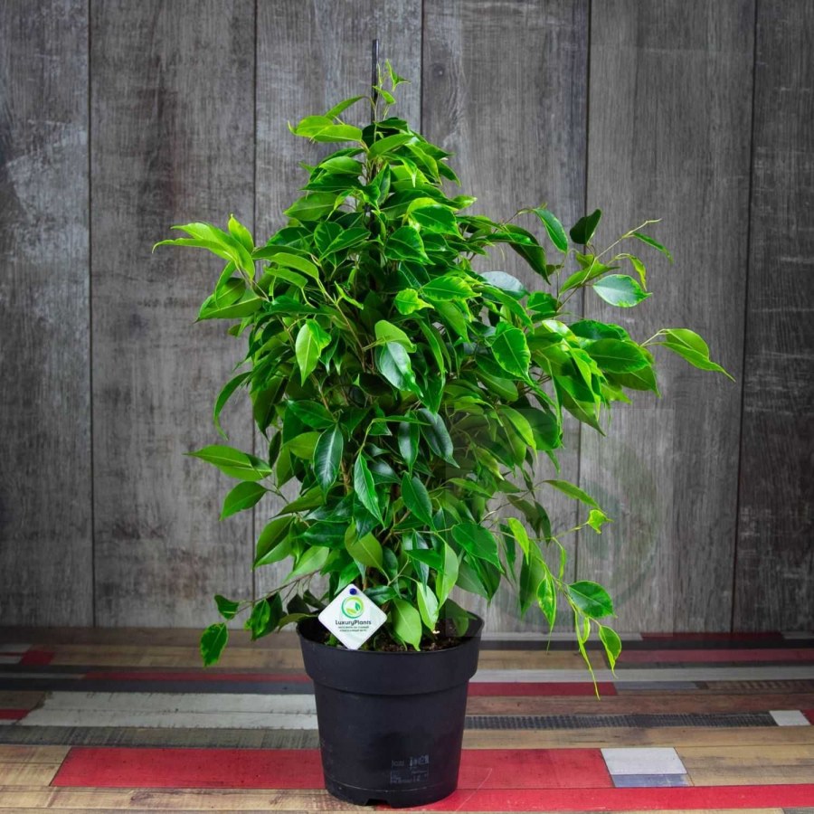 Пересказ фикус Бенжамин