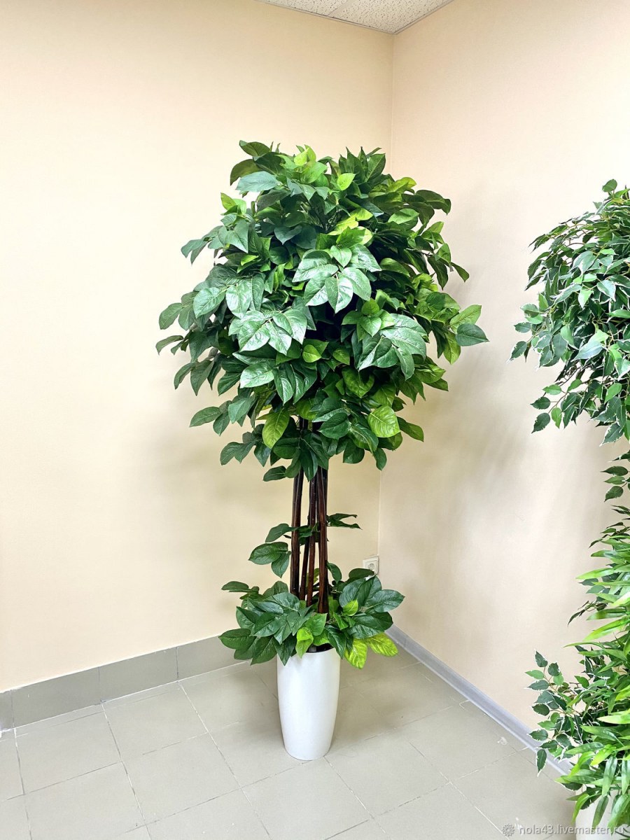 Фикус три ствола в одном горшке