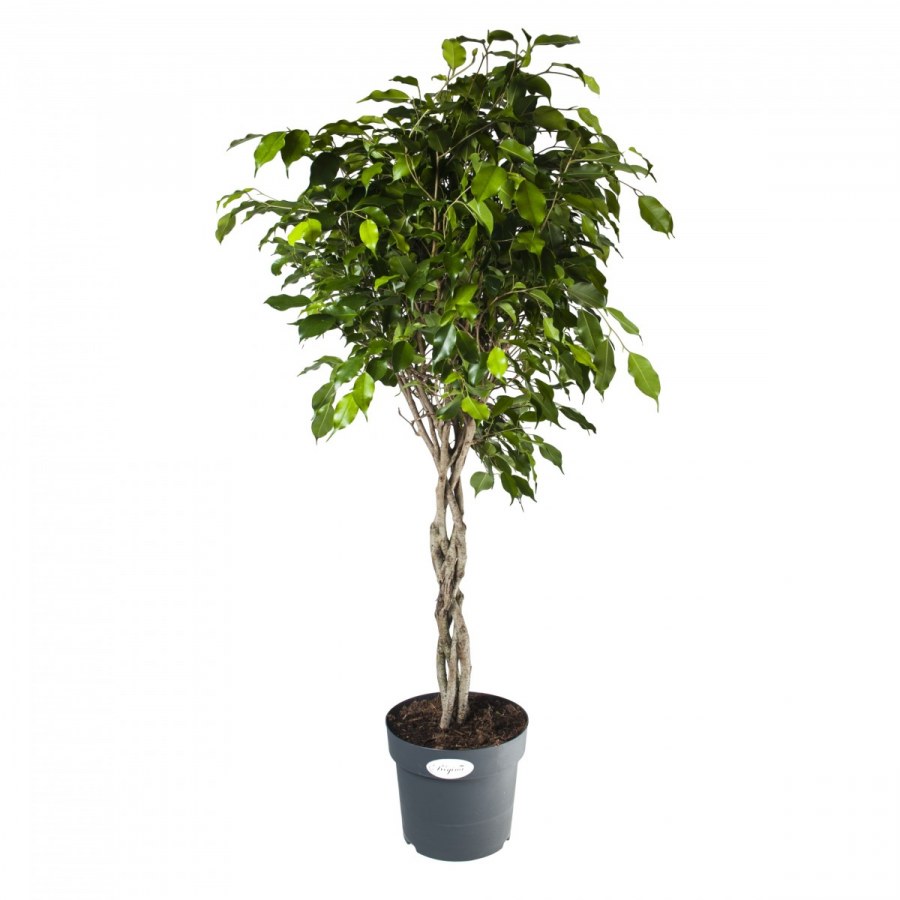 Фикус Баньян комнатный