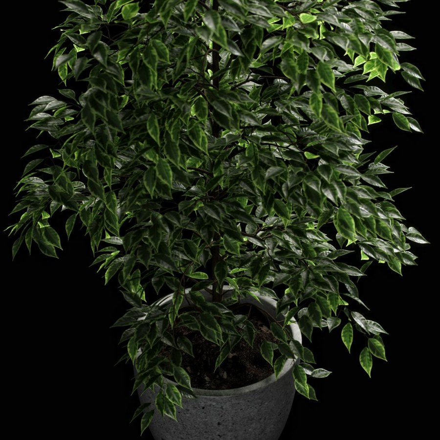 Фикус Бенджамина Березка