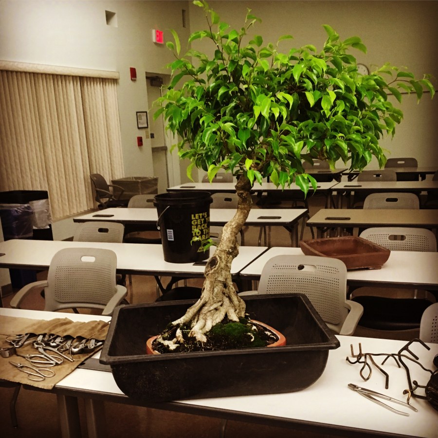 Фикус Бенджамина в квартире