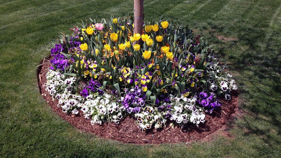 Клумба алиссум и Анютины глазки