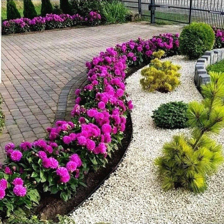 Рабатка аллисума