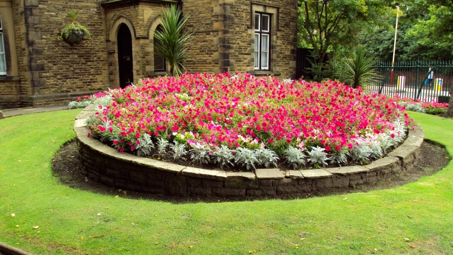 Монокультурный цветник