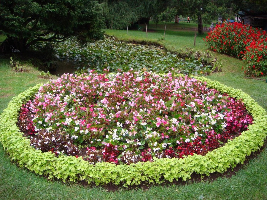 Круглая клумба с цветами
