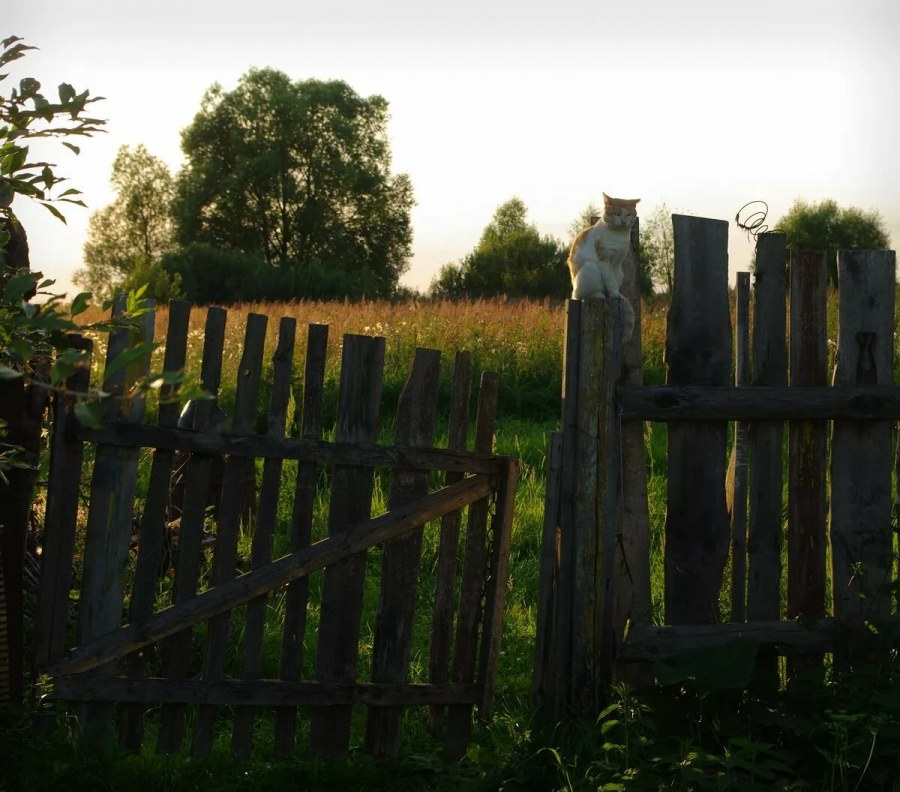 Деревенский забор