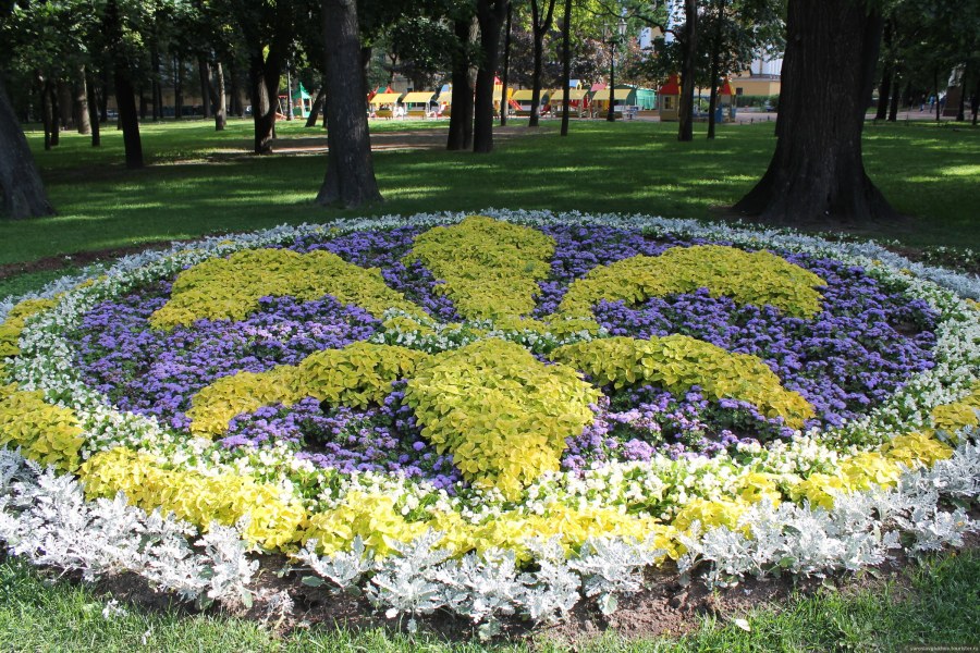 Агератум на клумбе