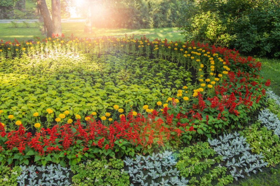 Земельные цветы