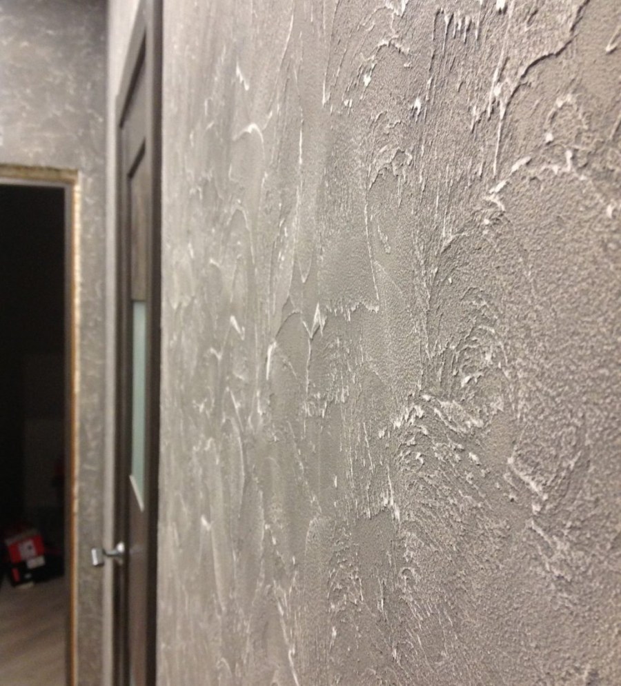 Короед венецианка