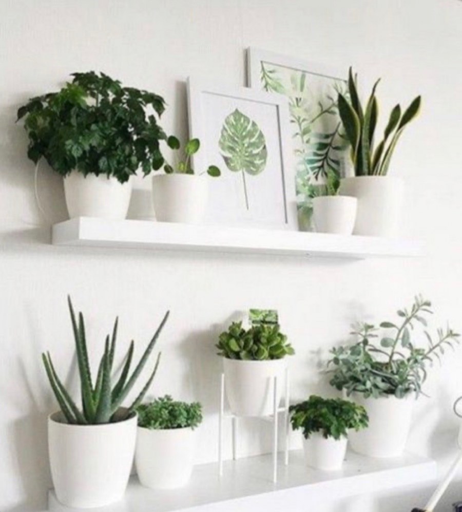 Комнатные растения на стене