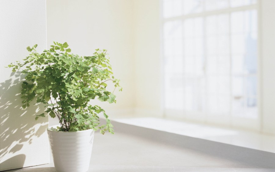 Растения в скандинавском стиле