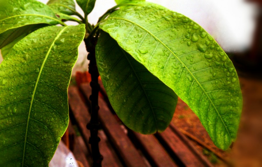 Обои 1163-01 EURODECOR Fiji